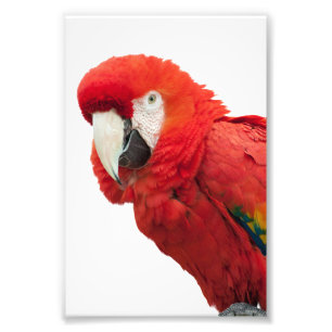 Foto Pájaro del Macaw del escarlata