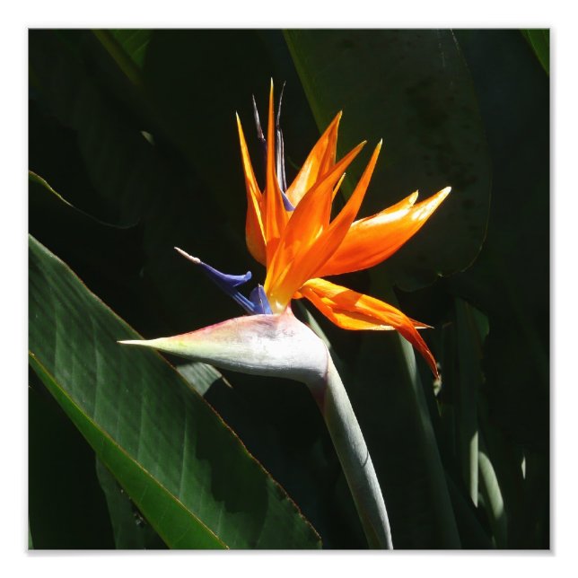 Foto Pájaro del Naranja del paraíso Flor tropical (Frente)