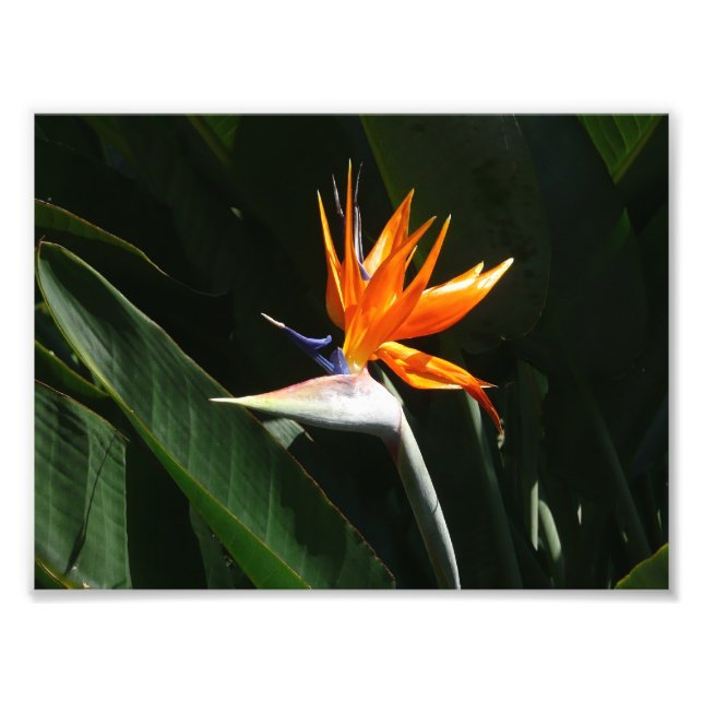 Foto Pájaro del Naranja del paraíso Flor tropical (Frente)