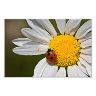 Foto Pájaro en Oxeye Daisy - Imprimir