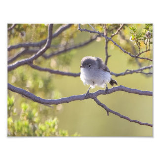 Foto Pájaro en peluca (Bushtit)