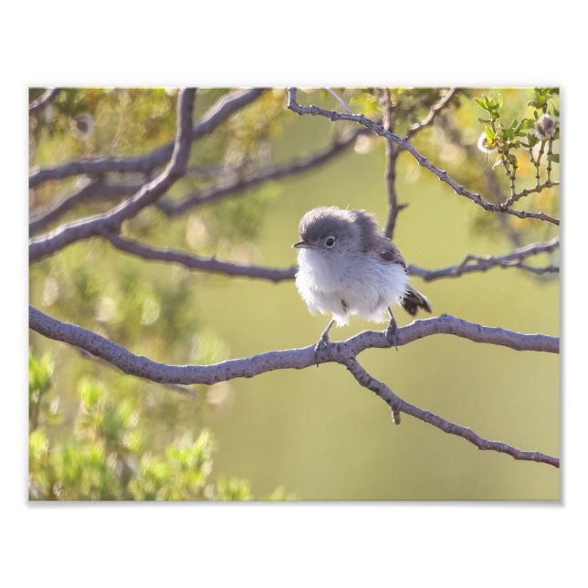 Foto Pájaro en peluca (Bushtit) (Frente)