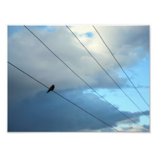 Foto Pájaro en un cable