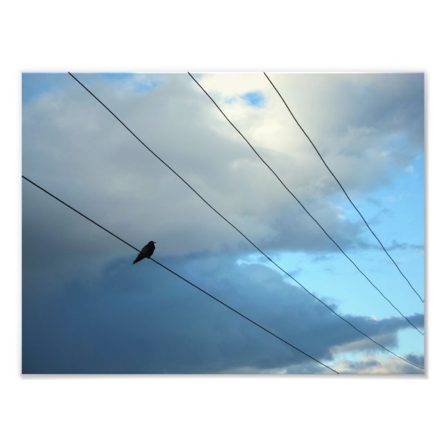 Foto Pájaro en un cable (Frente)