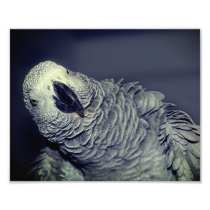 Foto Pájaro fresco de loro gris africano 8 x 10