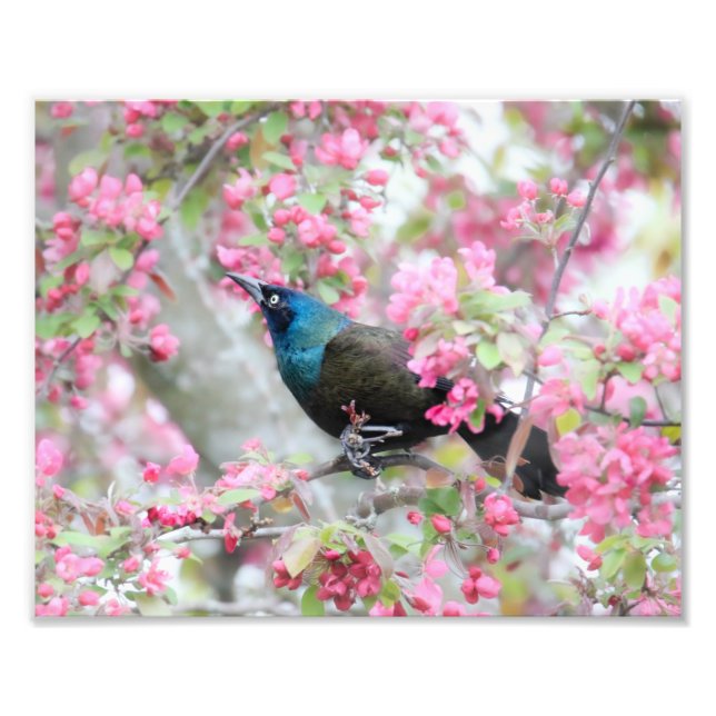 Foto Pájaro Gracker Común En Árbol De Manzanas De Cangr (Frente)