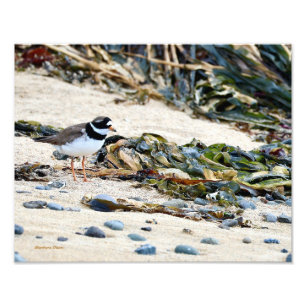 Foto Pájaro islandés: Plover