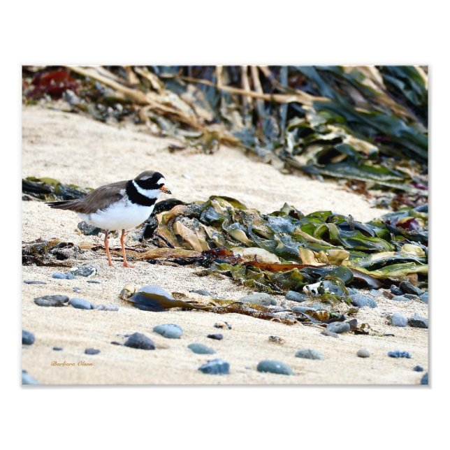 Foto Pájaro islandés: Plover (Frente)