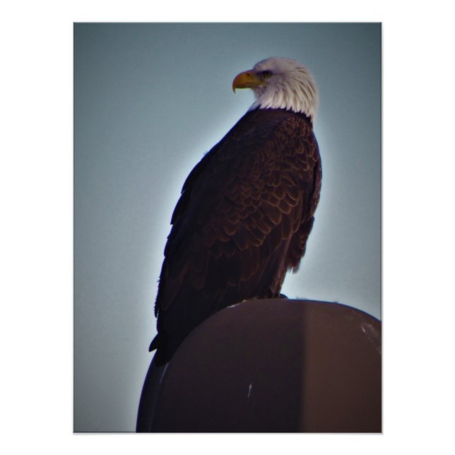 Foto "Pájaro superior" (Frente)