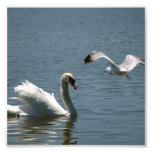 Foto Pájaro y cisne jugando en un
