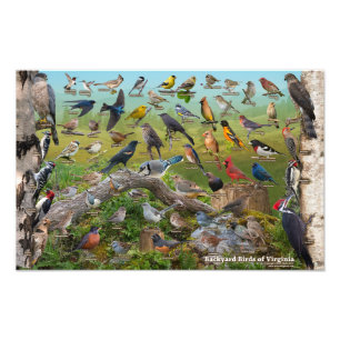 Foto Pájaros de jardín de Virginia 17"x11"