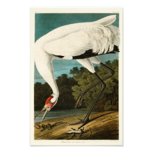 Foto Pájaros de John James Audubon de la grúa que