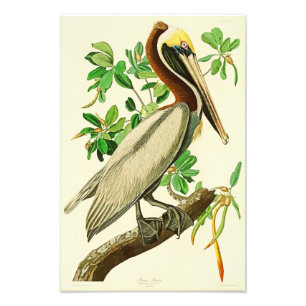Foto Pájaros de John James Audubon del pelícano de