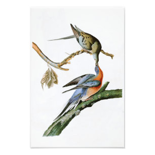 Foto Pájaros de Juan Audubon de la paloma de pasajero