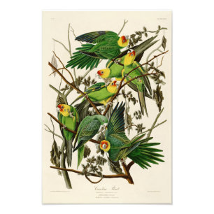 Foto Pájaros de Juan Audubon del loro de Carolina de