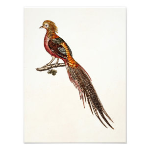 Foto Pájaros de juego del faisán de los 1700s del