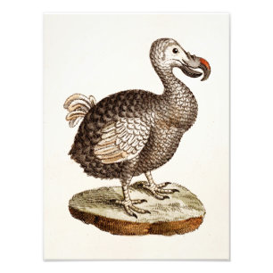 Foto Pájaros del Dodo de los 1700s del ilustracion del