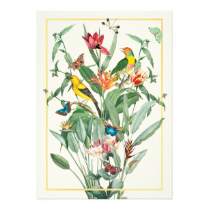 Foto pájaros del paraíso