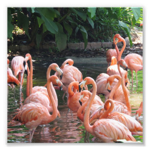 Foto Pájaros flamencos rosados tropicales