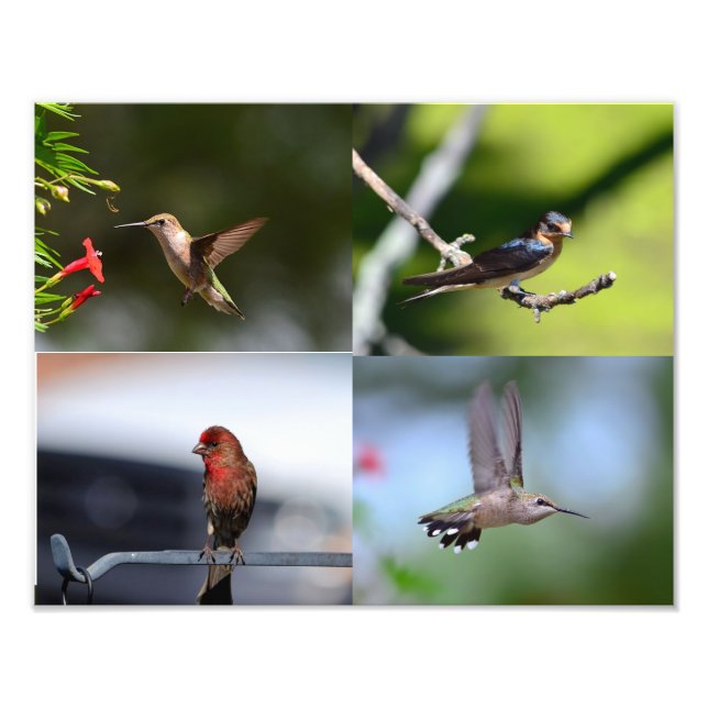Foto Pájaros pequeños (Frente)