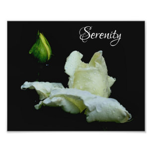 Foto Palabras Inspiradoras rosebud blancas de serenidad