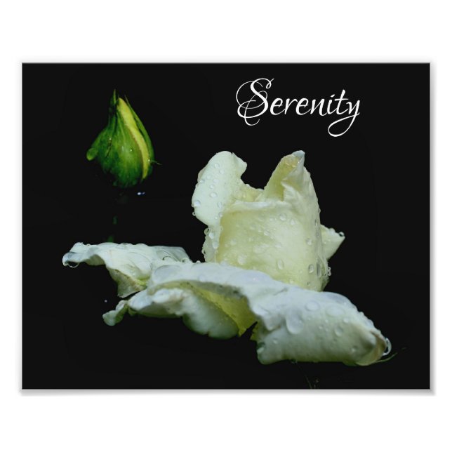 Foto Palabras Inspiradoras rosebud blancas de serenidad (Frente)