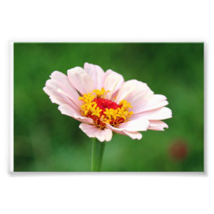 Foto Palidezca - el Zinnia rosado
