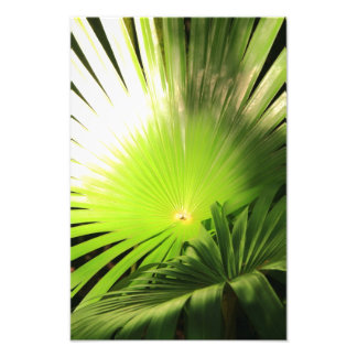 Foto Palm Fronds en un paisaje tropical y solar