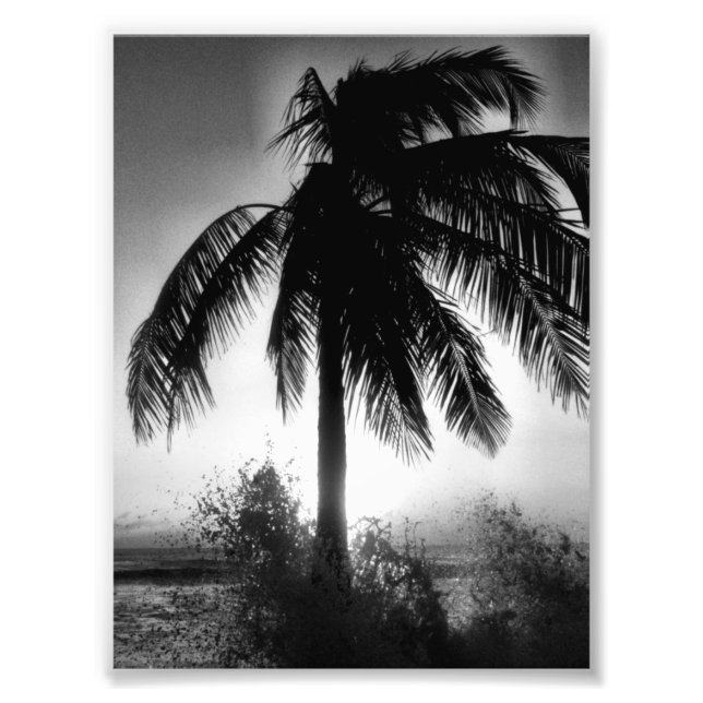 Foto Palm In A Storm (Frente)