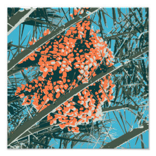 Foto Palm Springs 6 Color Palm Berries 6A
