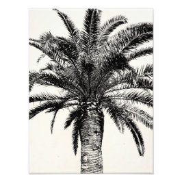 Foto Palm Tree de Isla Tropical Retro en blanco y negro