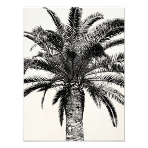 Foto Palm Tree de Isla Tropical Retro en blanco y negro