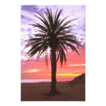 Palm Tree y Dawn Sky