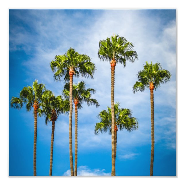 Foto Palm Trees in San Diego, California (Frente)