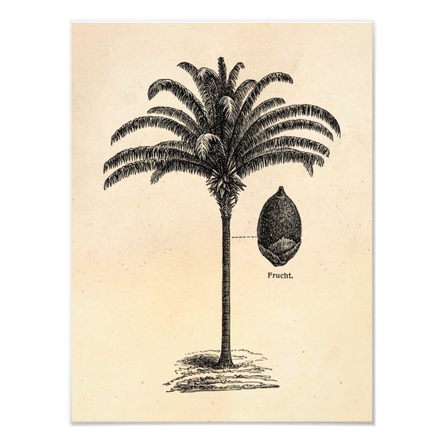 Foto Palmas de plantilla de palm brasileñas retro vinta (Frente)