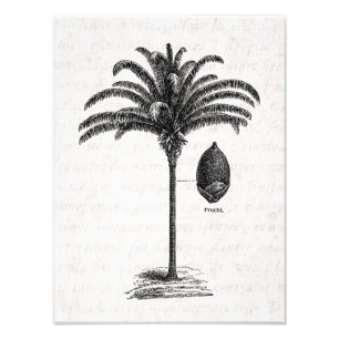 Foto Palmas de plantilla de palm brasileñas retro vinta