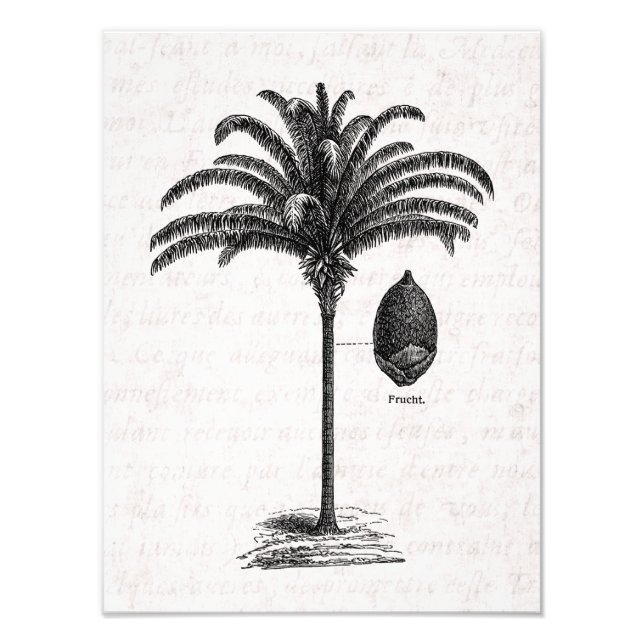 Foto Palmas de plantilla de palm brasileñas retro vinta (Frente)