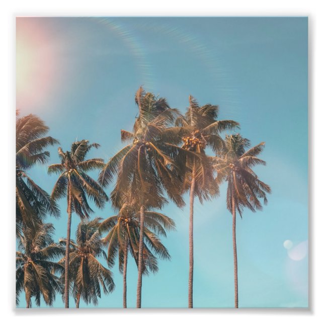 Foto Palmera de coco (Frente)