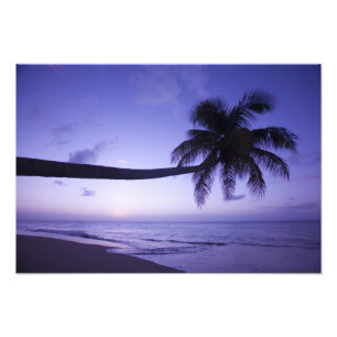 Foto Palmera solitaria al atardecer, playa Coconut Grov