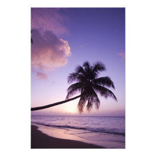 Foto Palmera solitaria al atardecer, playa Coconut Grov