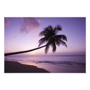 Foto Palmera solitaria al atardecer, playa Coconut Grov