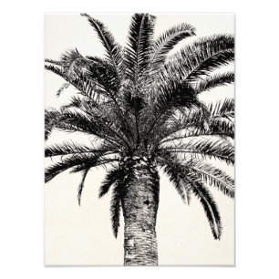 Foto Palmera tropical retra de la isla en blanco y