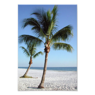 Foto Palmeras balanceándose
