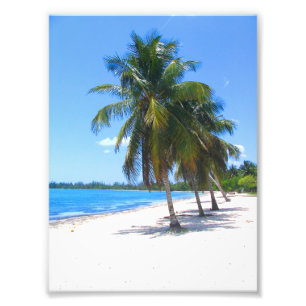 Foto Palmeras cubanas