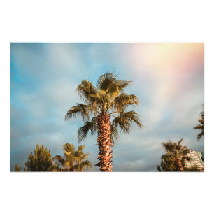 Foto Palmeras de Batumi Georgia