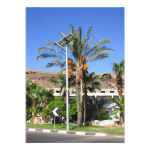 Foto Palmeras de Egipto
