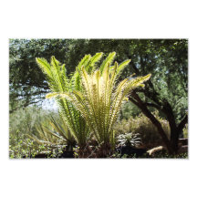 Palmeras iluminadas