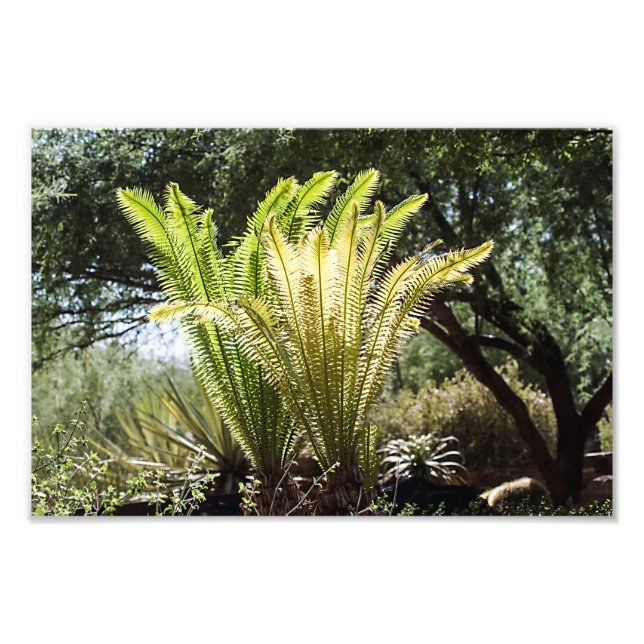 Foto Palmeras iluminadas (Frente)