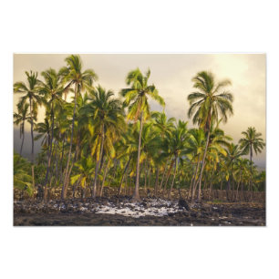 Foto Palmeras, Parque Histórico Nacional Pu'uhonua o