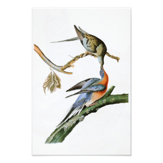 Foto Paloma de pasajeros John Audubon Birds of America